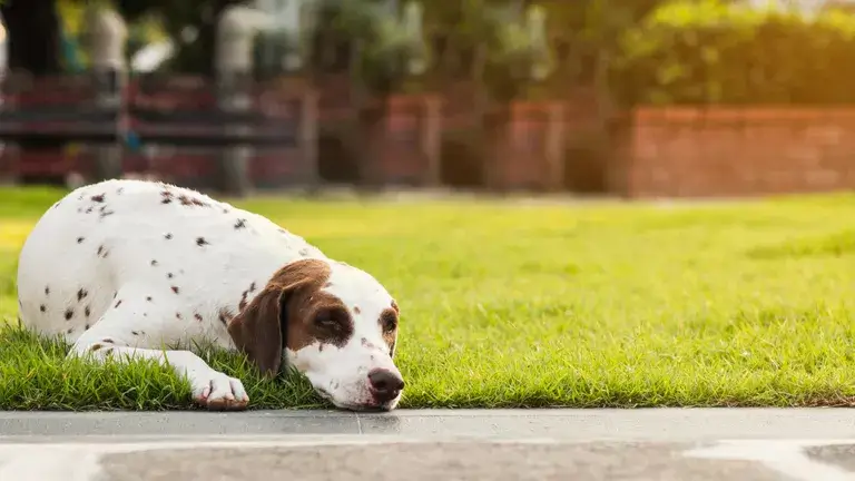 WHEN DOGS ARE AGGRESSIVE - THIS IMAGE COURTESY OF GETTYIMAGES