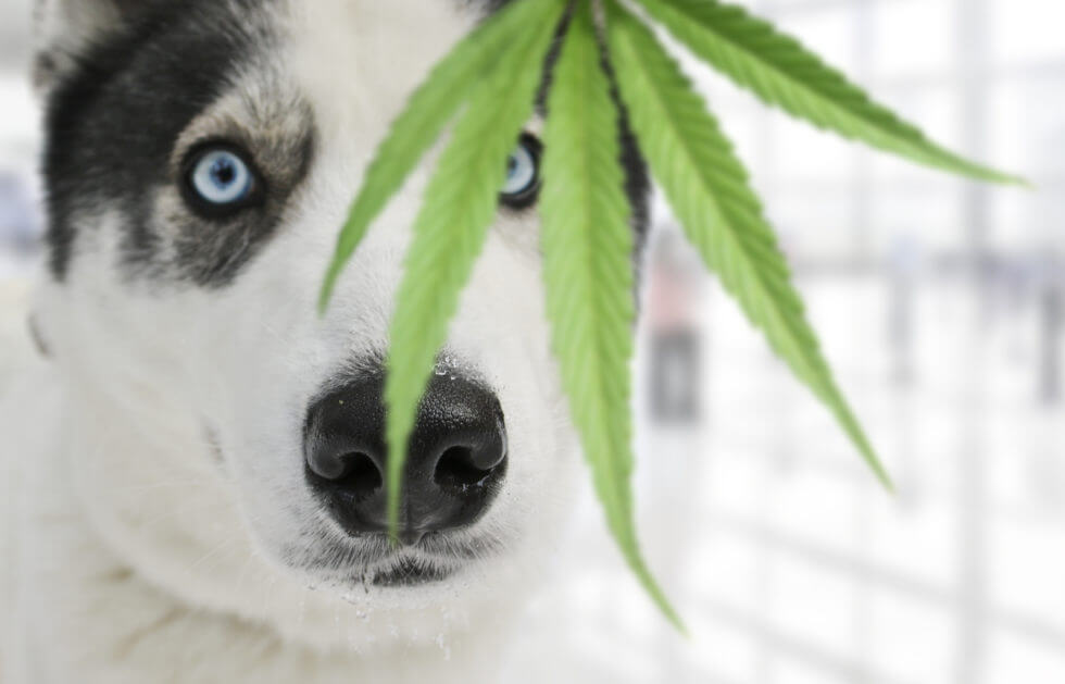 CBD OIL, MARIJUANA & DOGS