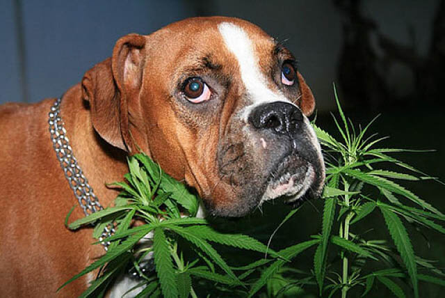 Can Dogs Get High? How to Tell If Your Dog Ate Weed?