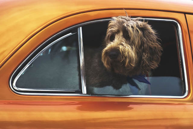 HOW TO OVERCOME CARS \ TRAFFIC DOG PHOBIA