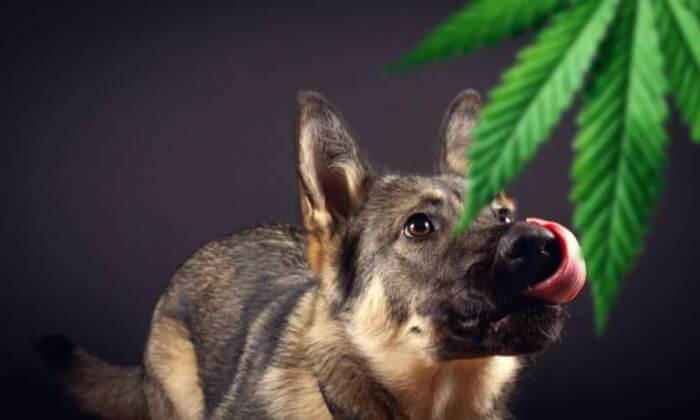 TYPES OF CBD PRODUCTS FOR YOUR DOG