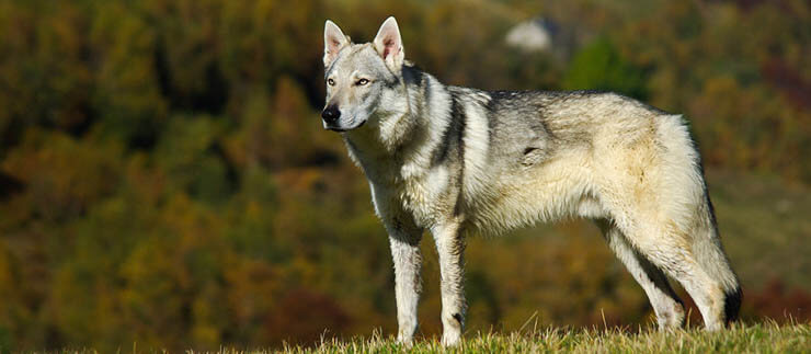 WOLFDOG DIET & NUTRITION