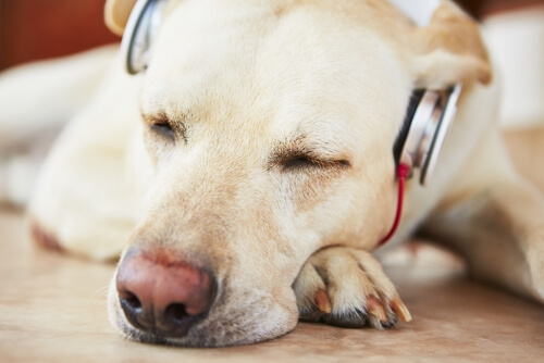 REASONS TO USE CALMING MUSIC FOR DOGS & PUPPIES