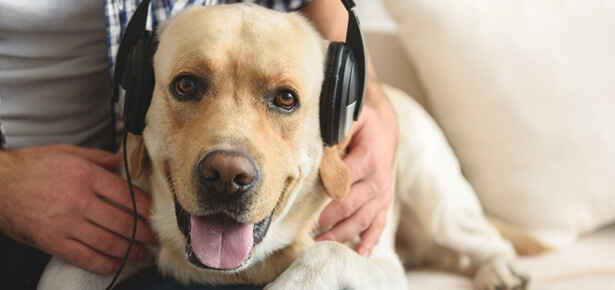 WHAT KIND OF MUSIC DO DOGS LOVE