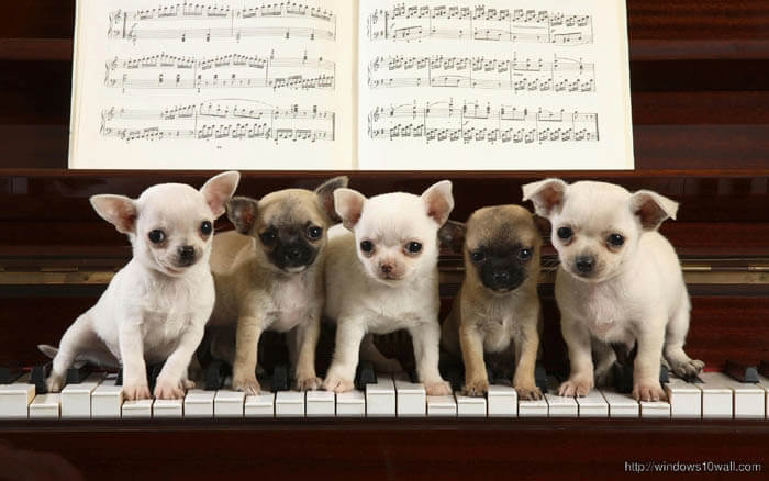 HOW DOES MUSIC AFFECT A DOG