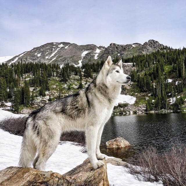 WOLFDOG MYTHS & IN-DEPTH FACTS