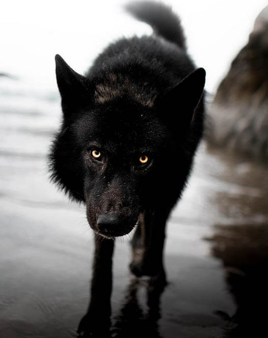 10 Ways to Tell if your dog is Wolfdog