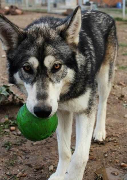 WOLFDOG