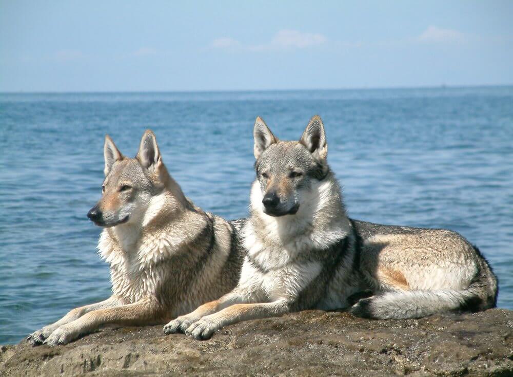 HOW TO BECOME A WOLFDOG BREEDER