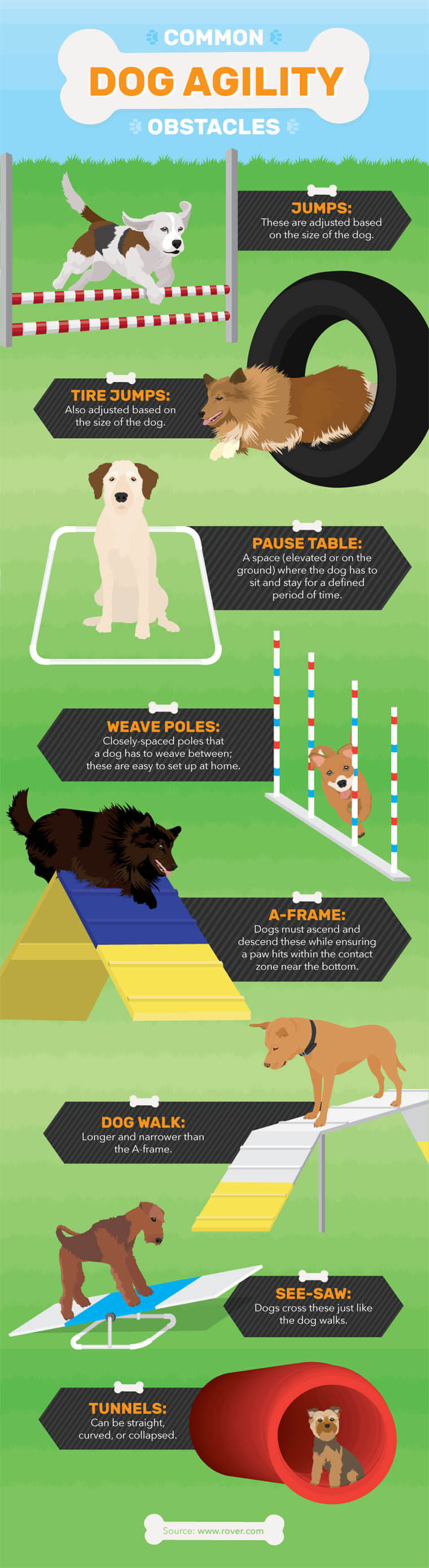 10 FUN GAMES TO PLAY WITH YOUR DOG