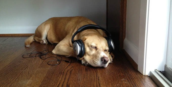 DOG MUSIC THERAPY