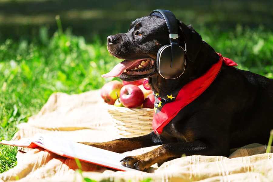 WHAT KIND OF MUSIC DO DOGS LOVE