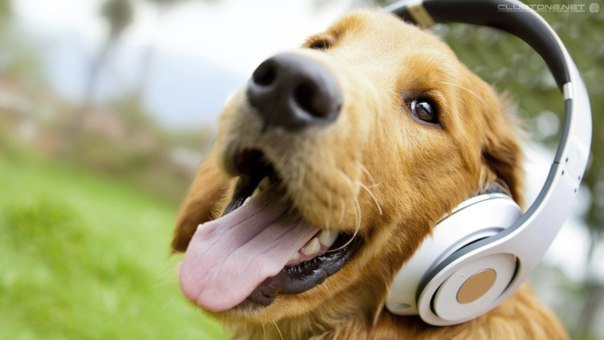 WHY DOES DOGS HOWL WHEN LISTENING TO MUSIC?