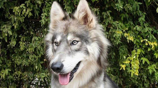 HOW TO BECOME A WOLFDOG BREEDER