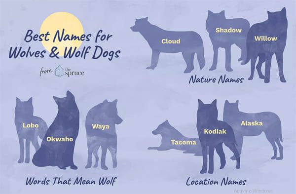 WOLFDOG NAMES