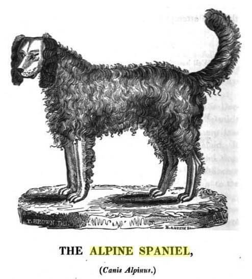 Alpine Spaniel - Extinct Dog Breeds