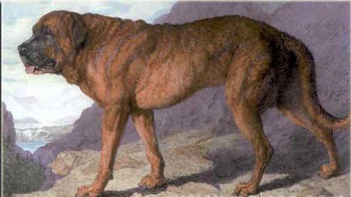 Alpine Mastiff - Extinct Dog Breeds