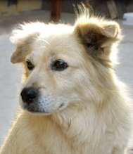 Chiribaya Dog- Extinct Dog Breeds