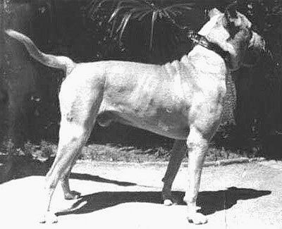 Cordoba Fighting Dog - Extinct Dog Breeds
