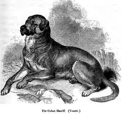 Cuban Mastiff Dogo - Extinct Dog Breeds