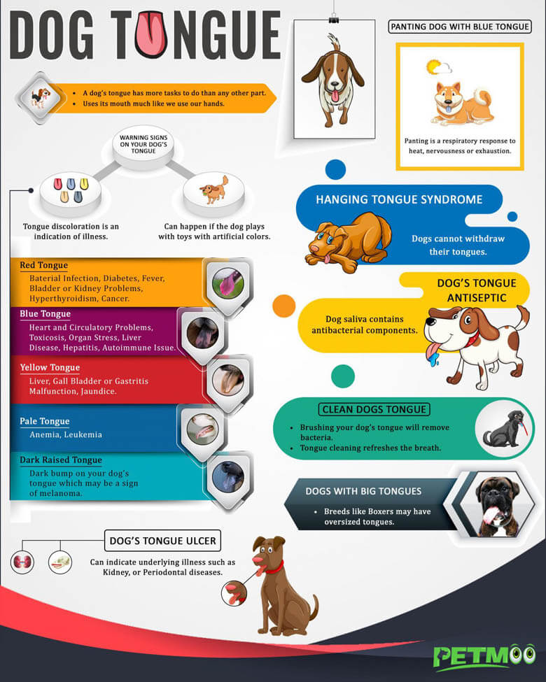 Dog Tongue Infographic - by WWW.PETMOO.COM