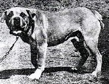 Fila de Terceira - Extinct Dog Breeds