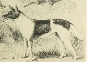 Fuegian Dog - Extinct Dog Breeds