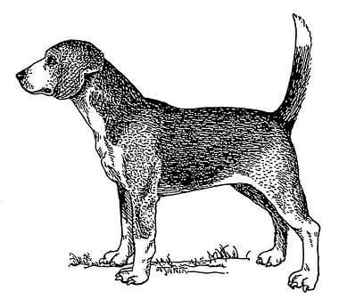 North Country Beagle - Extinct Dog Breeds