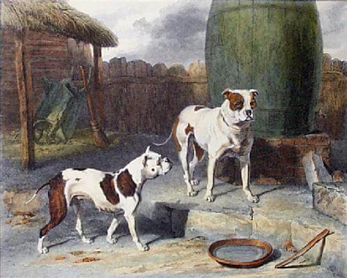 Old English Bulldog - Extinct Dog Breeds