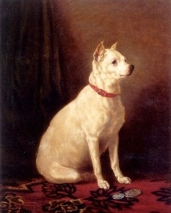 Old English White Terrier - Extinct Dog Breeds