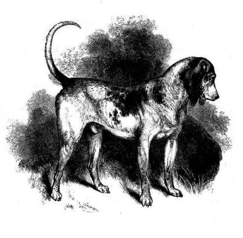 Southern Hound - Extinct Dog Breeds