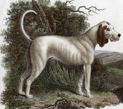 Talbot - Extinct Dog Breeds