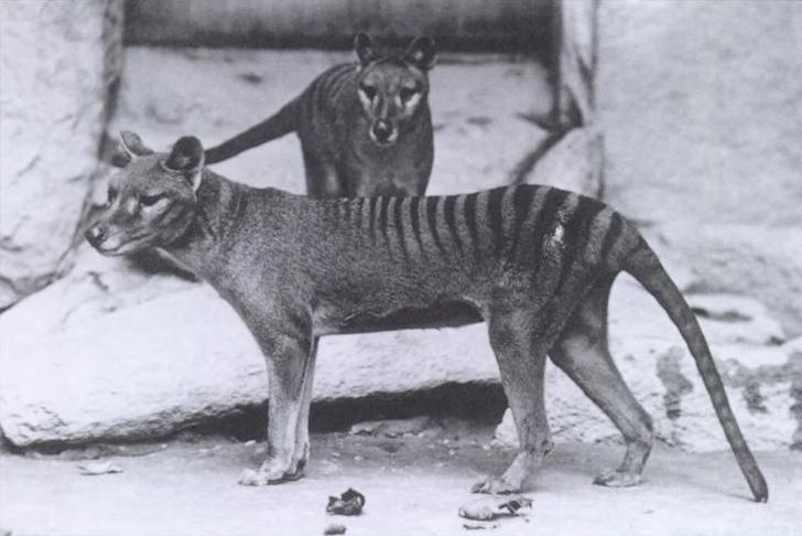 Thylacine - Extinct Dog Breeds