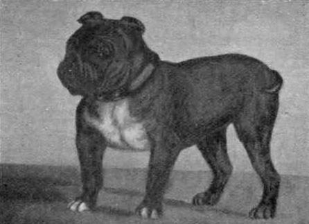 Toy Bulldog - Extinct Dog Breeds