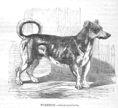 Turnspit - Extinct Dog Breeds