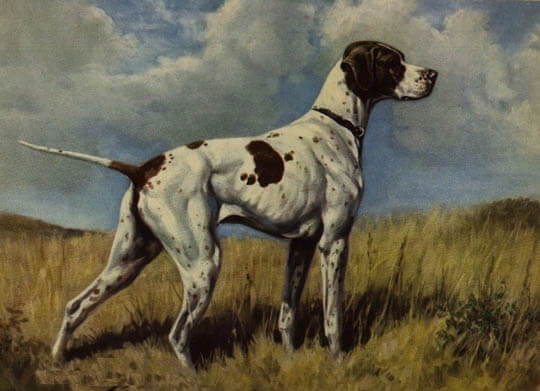 Braque Du Puy Dog - Extinct Dog Breeds