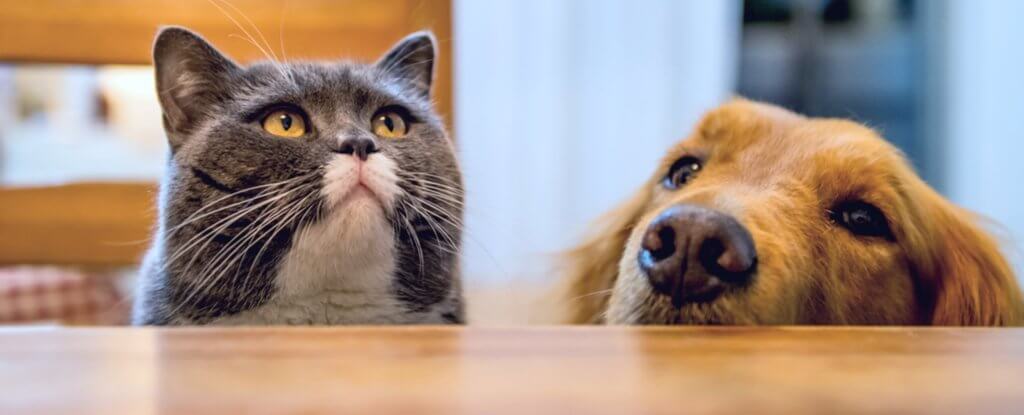 DOG vs CAT: WHICH IS BETTER PET FOR ME?