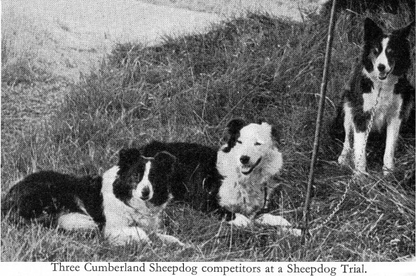 Cumberland Sheepdog - Extinct Dog Breeds