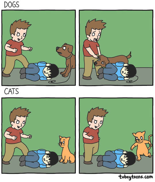 Dog and Cat, Dog vs Cat