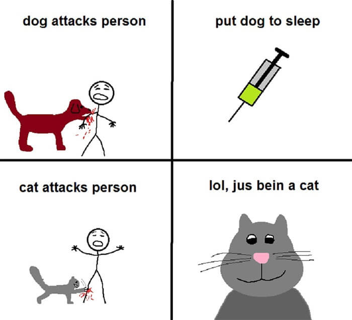 Dog and Cat, Dog vs Cat
