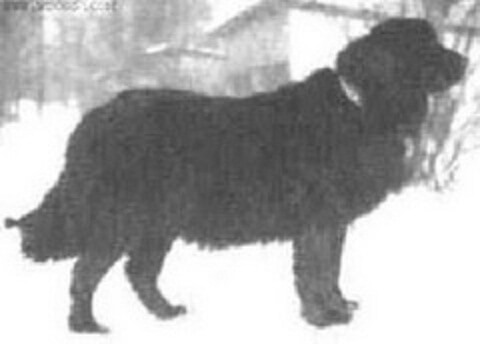 Moscow Water Dog - Extinct Dog Breeds