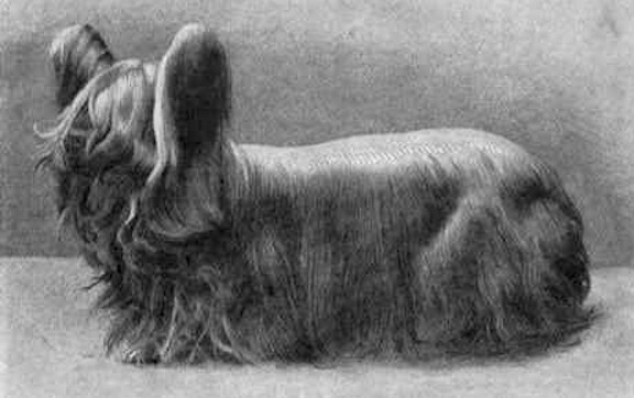 Paisley Terrier - Extinct Dog Breeds