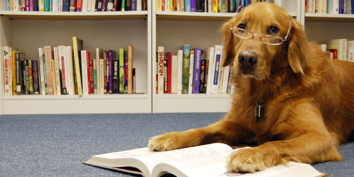 Dog Book, Dog E-BOOKS