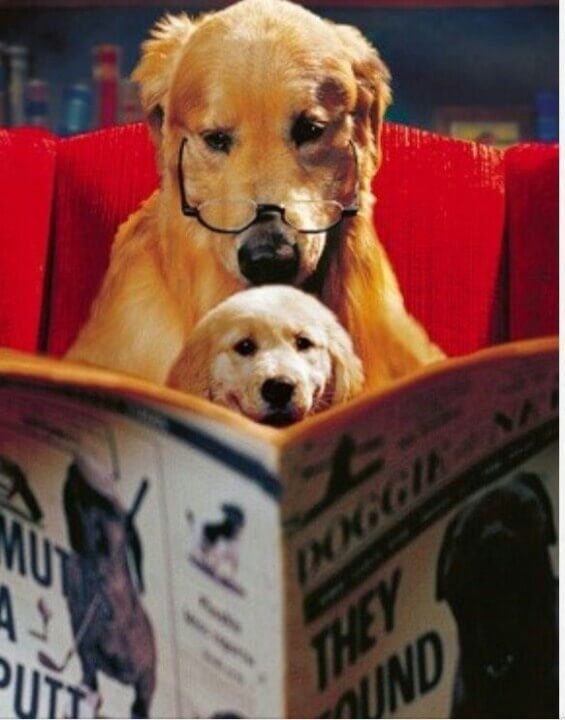 Dog Books