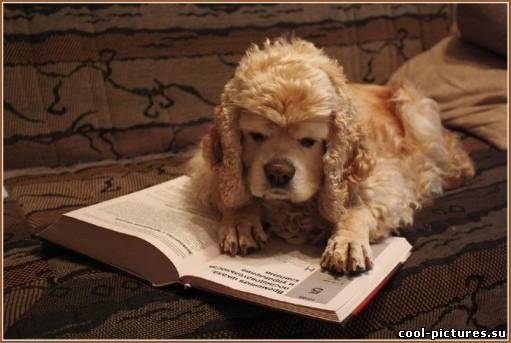 Dog books