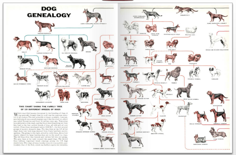 Dog Breed Tree & Origins