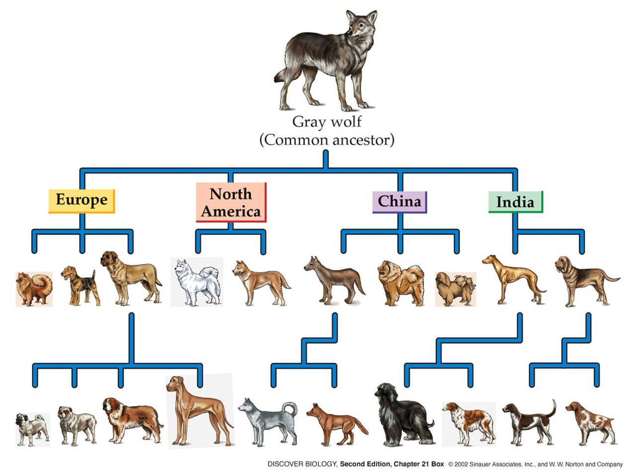 Dog Breeds & Origins