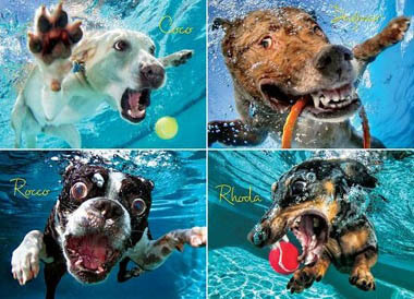Watch dog and puppy video
