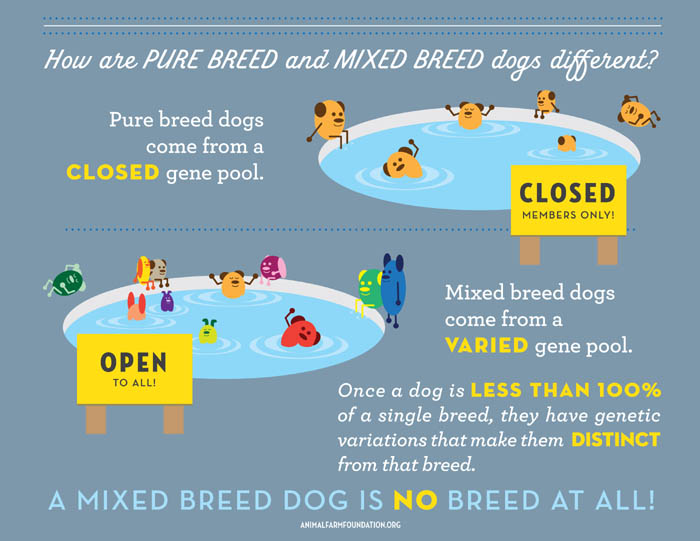 Dog Breeds Tree & Origins