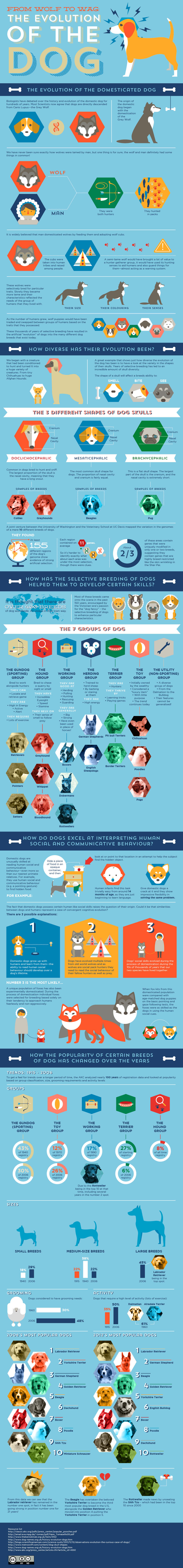 STEPS OF EVOLUTION OF DOGS